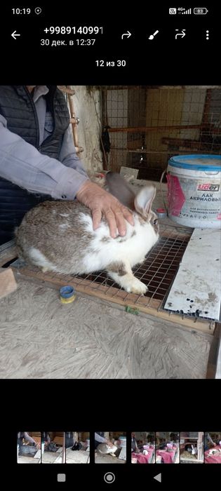 Куёнлар сотилади