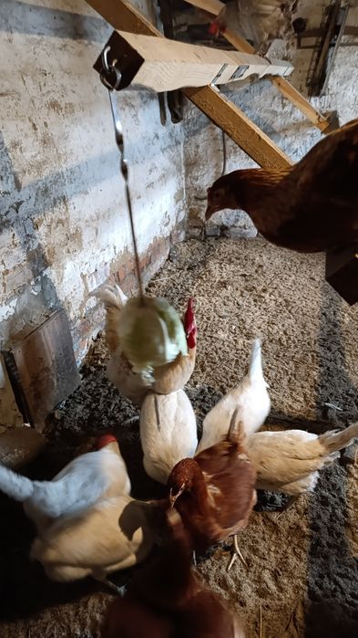 Продам молоденьких петухов