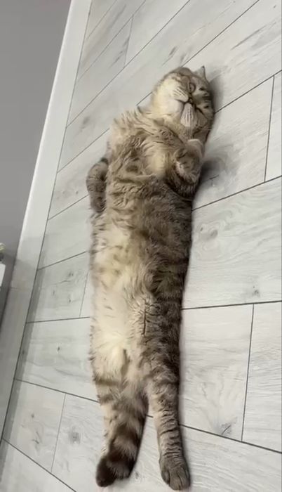 Отдам кота в хорошие руки