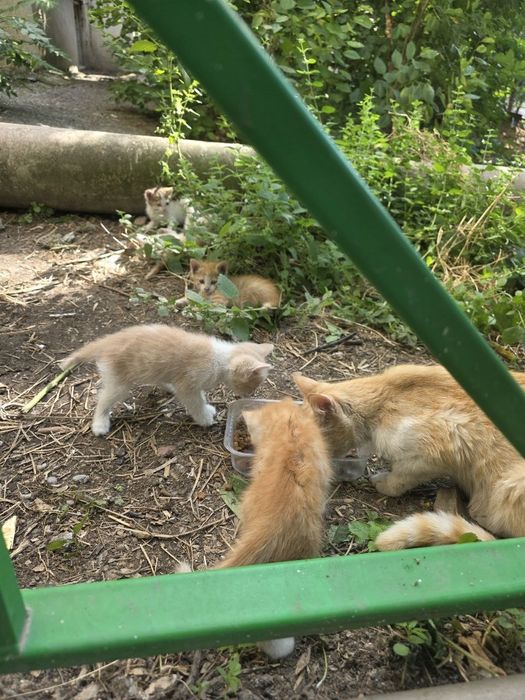 Котята 5 штук мкр Север
