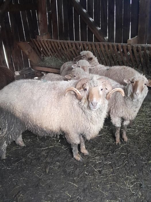 Vand Berbec sau schimb pe capre