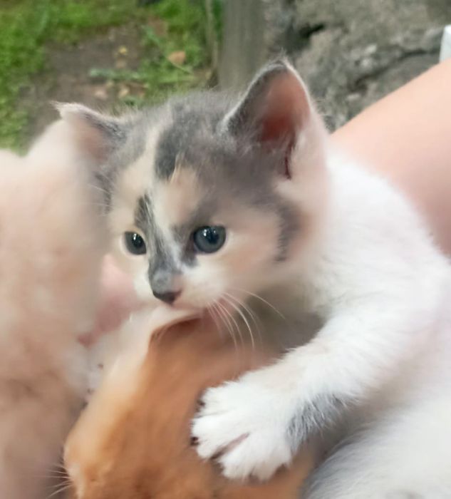 Отдам котёнка (девочку) 1,5 месяца
