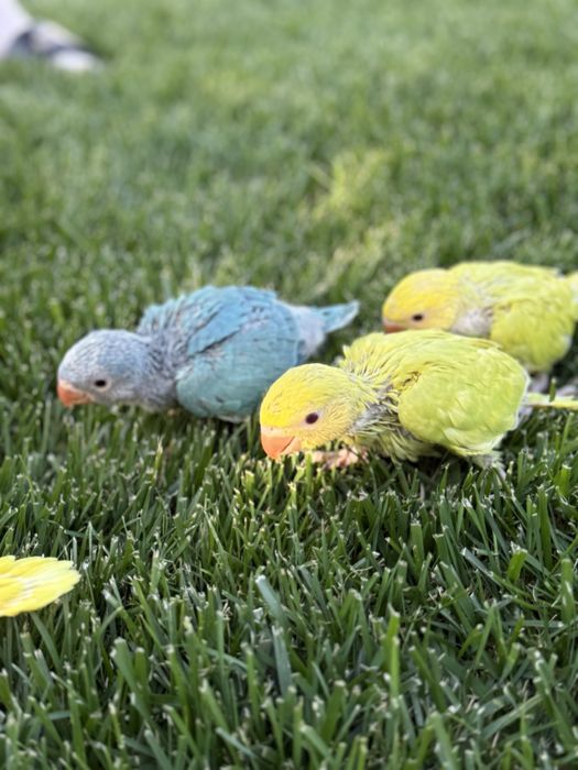 Papagali puiuti obisnuiti cu copiii micul alexandru alexander