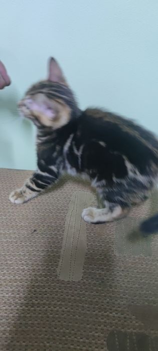 Бенгальские кошки