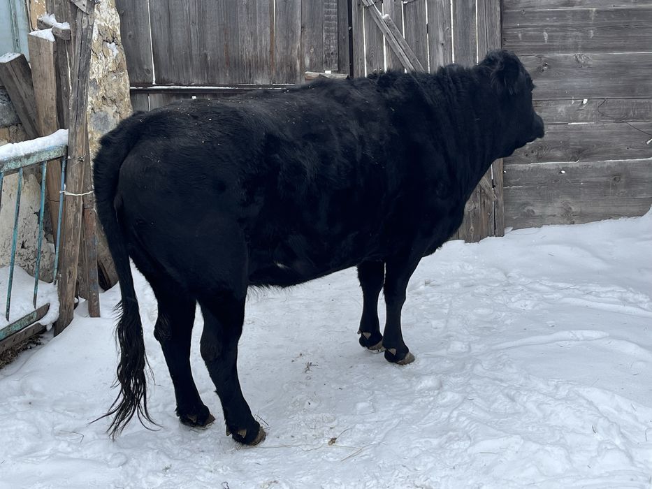 Продам ангус 4 года