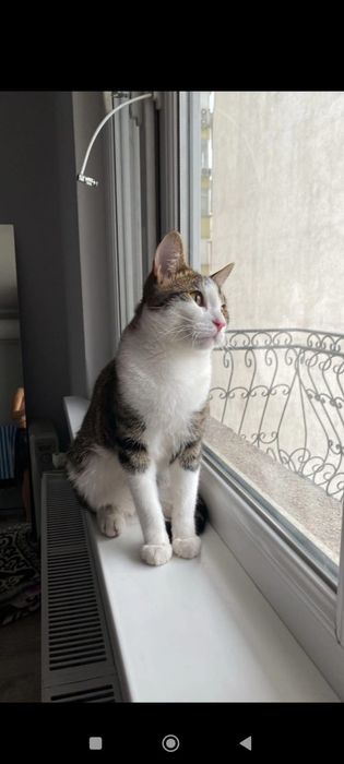 Кот в добрые руки