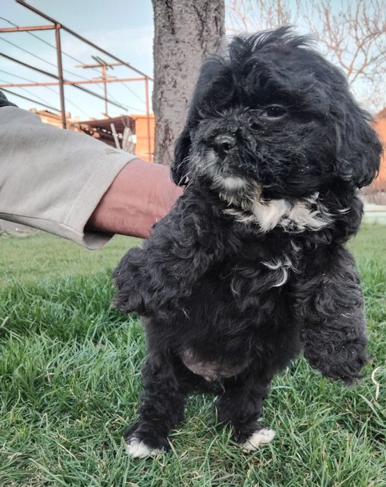 Caniche  pitic  shihpoo.