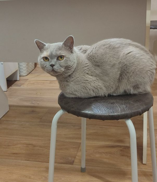 Отдам кошечку в хорошие руки