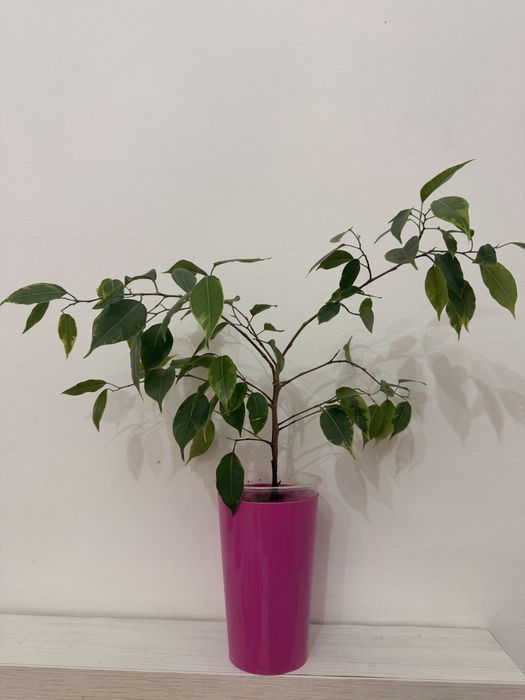 Продам фикусы разные сорта