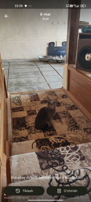 Mushuk sotiladi yaxshi qollarga