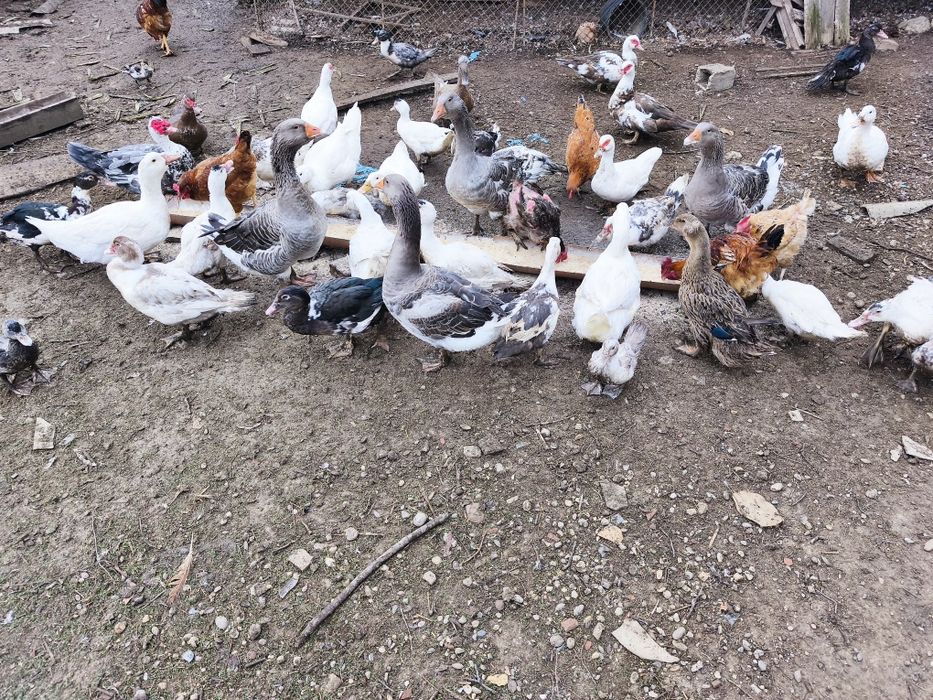 Rate mute (rățoi și rate)