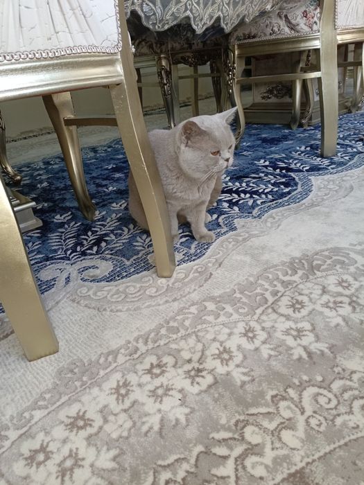 Кошка британской пароды