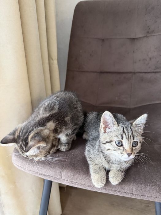 Продам Шотландских котят