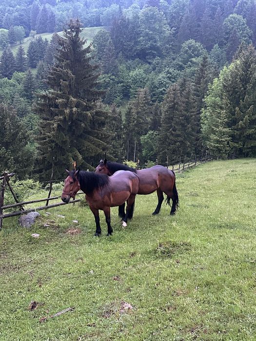Iapa doi ani de vânzare