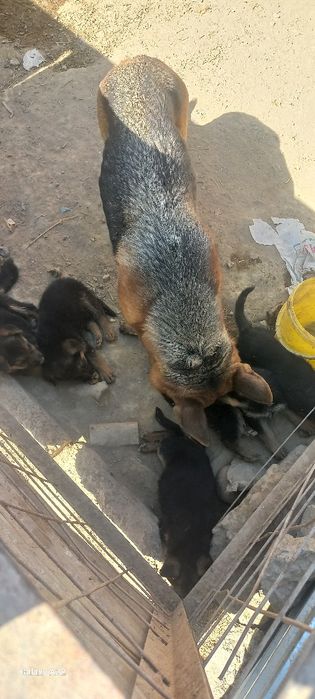 Овчарка күшіктері сатылады