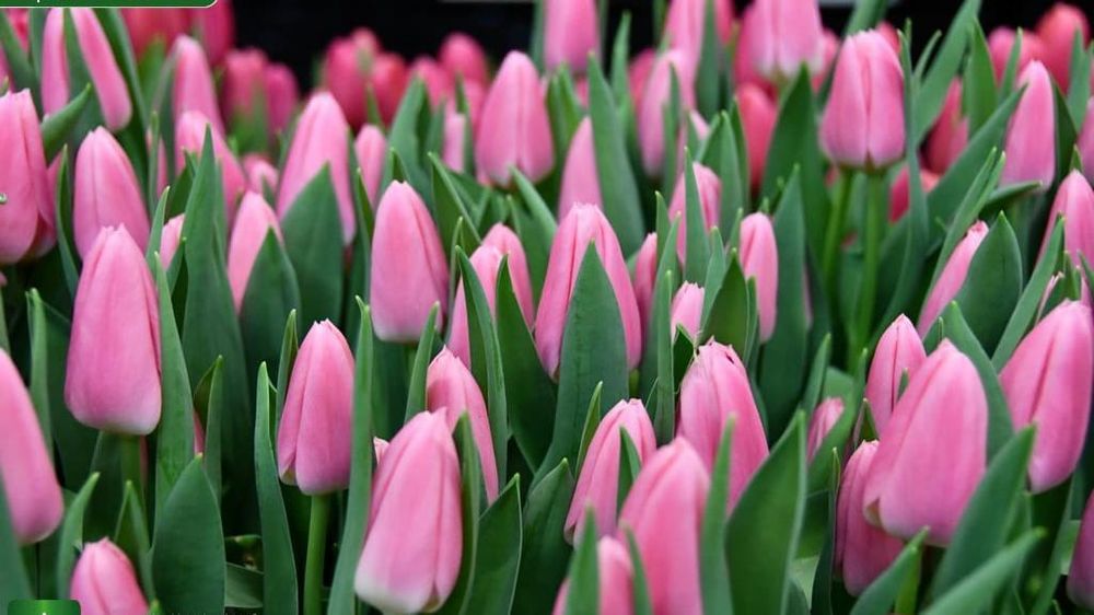 Продаем тюльпаны, оптом и в розницу. По предзаказу, оформление!