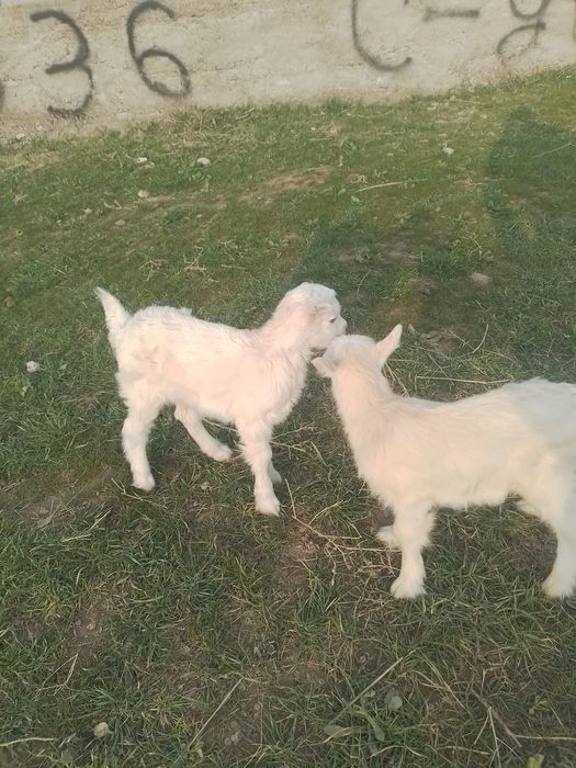 Орыс ешки сатылады