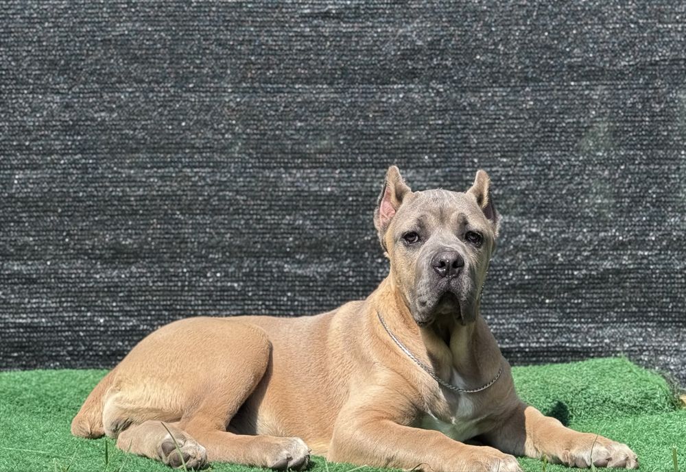 Cățeluș Cane Corso cu pedigree