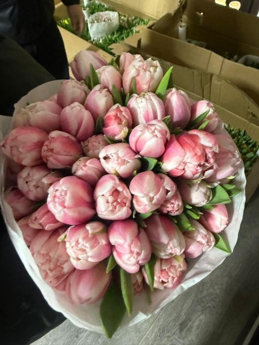 Оптом тьюлпаны всех сортов