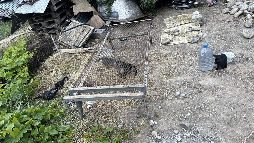 Отдам котят бесплатноо