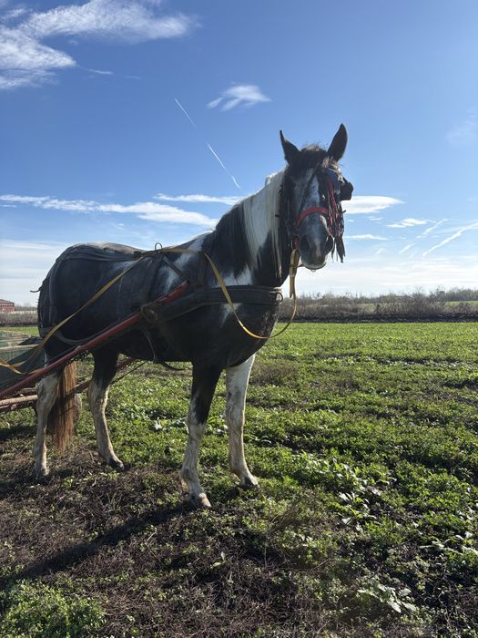 Vând mânza de 2, ani jumate