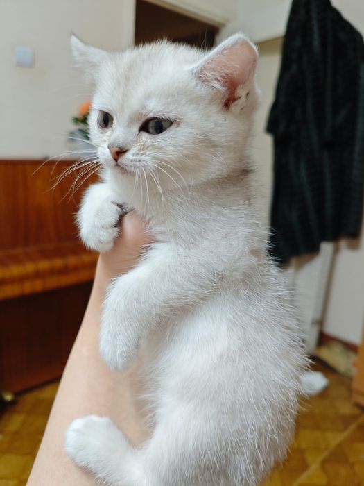 Шиншилла серебро котятки
