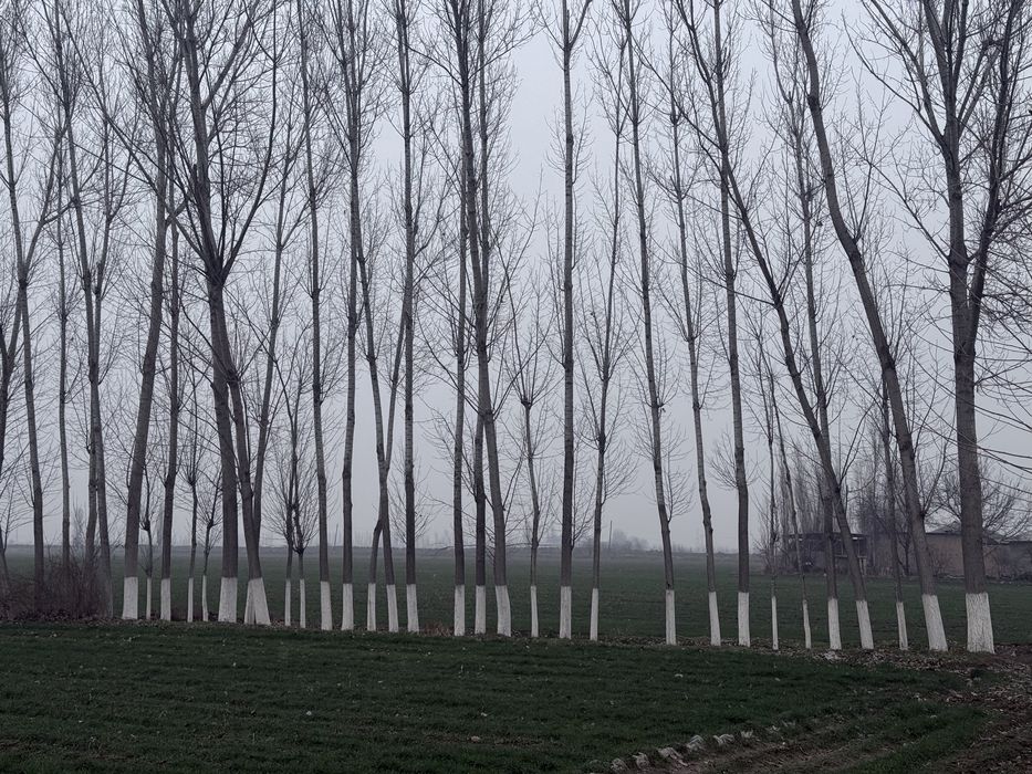 Тераклар сотилади оптом | Terak sotiladi