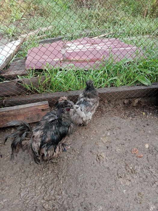 Продам пародестых курей брама