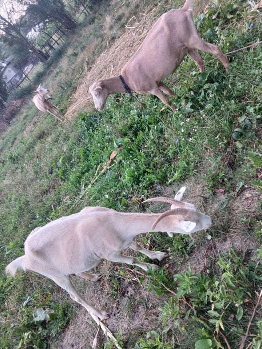 Agro  si industiale vand capre