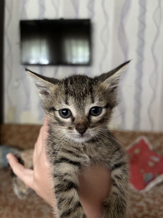 Котята, 2 девочки. Бесплатно