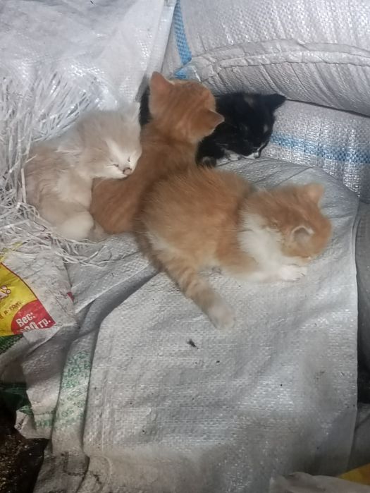 Дарю котят крысыловы