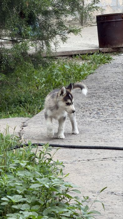 Продам хаски 1 месяц