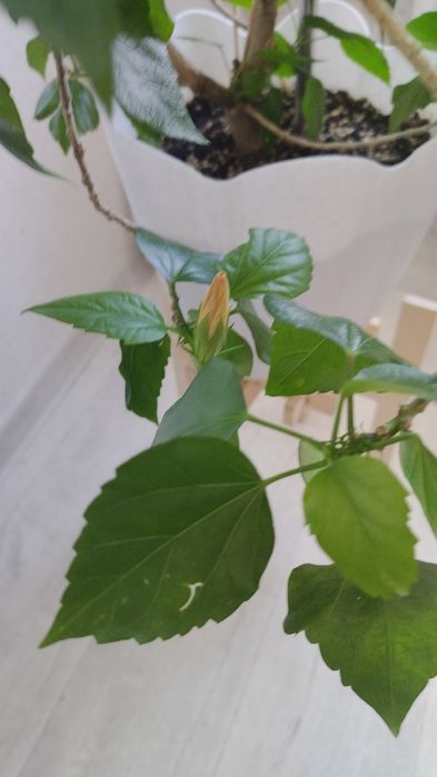 Продам гибискус персикового цвета.