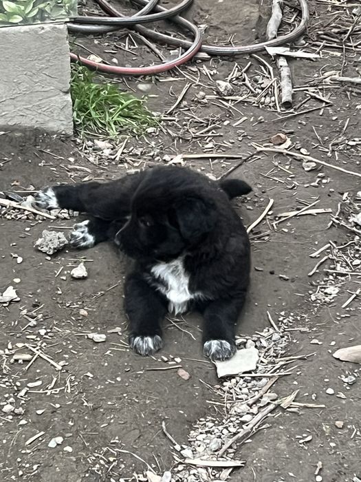 Щенки в добрые руки