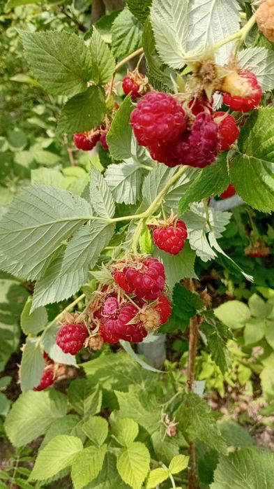 Малина дачная свежесобранная