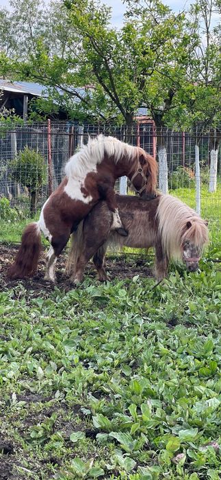 Ponei armasar de monta