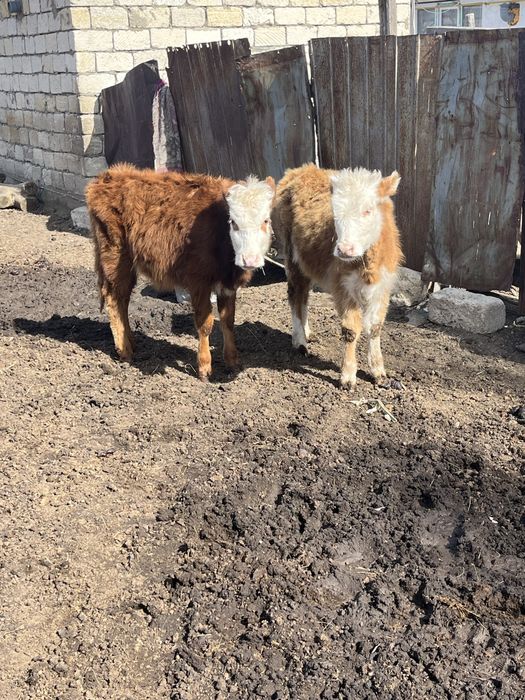 Еки ургашы баспак