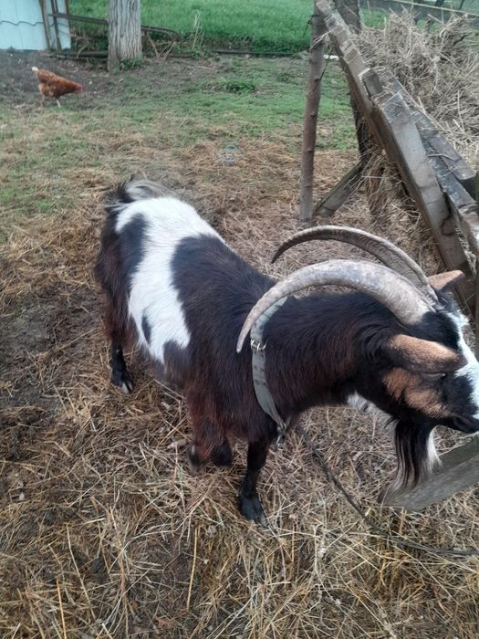 Vând capră corcitura alpin francez cu ied  cu tatăl de origine