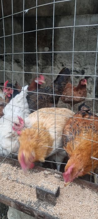 Товук хурозлар сотилади