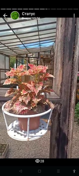 Продам цветы комнатные