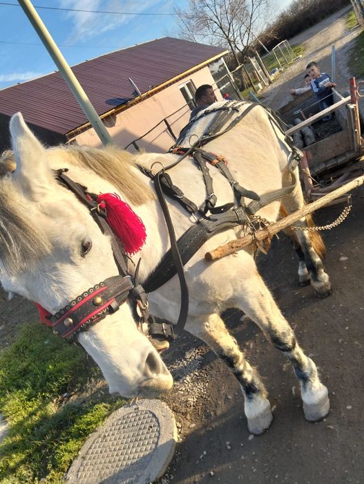 Iapa de vânzare forte blândă mai multe detalii în privat