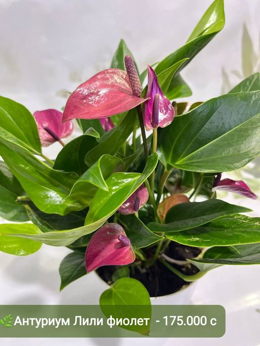 Декабрист, Антуриум, Рускус, Хамедорея и др