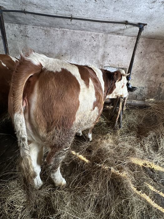 Vand juninca gestanta