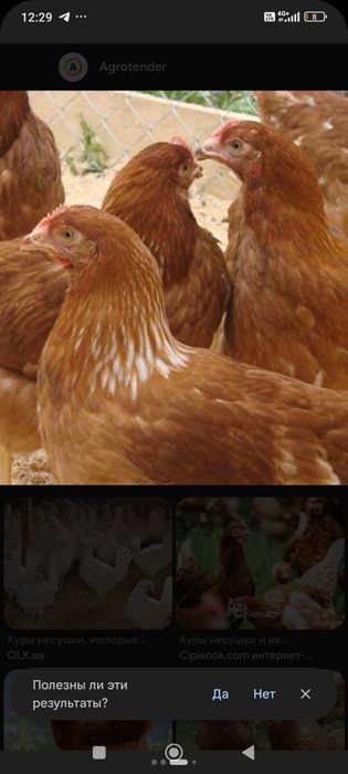 Продаю куры несушки