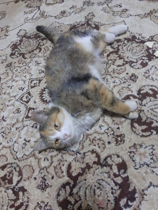 Отдадим в добрую семью