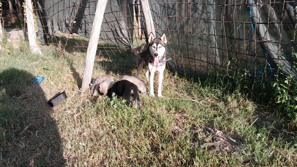 Продаются щенки сибирского хаски