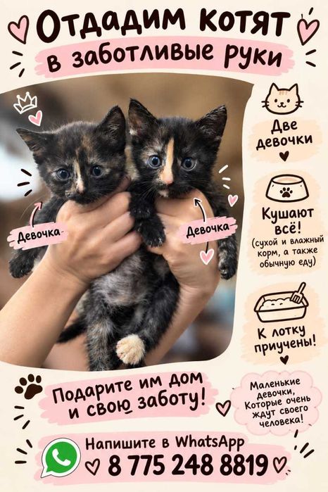 Отдам котят даром в добрые руки