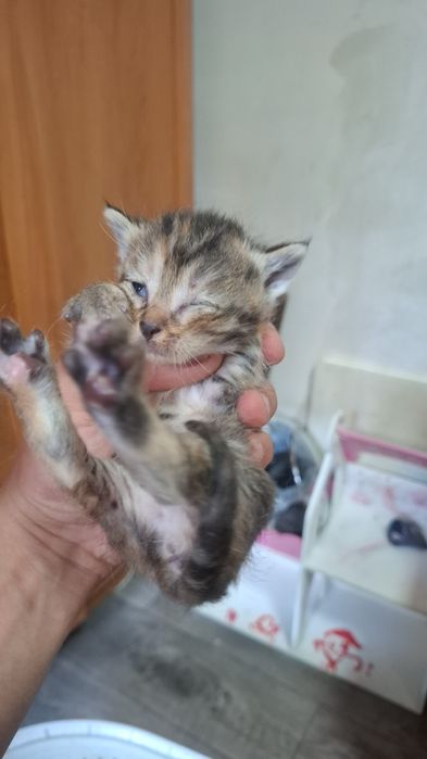 Отдам котят бесплатно