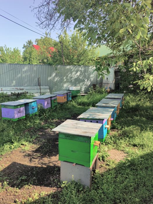 Продажа Пчел на высодку