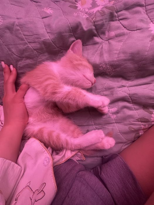 котенок кошка отдам в доьрые руки